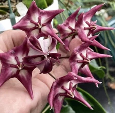 Hoya Kaimuki Fully Rooted Grown In 3.5" pot - SO HEALTHY!