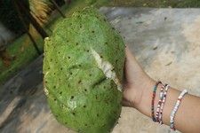 Fresh Soursop / Guanabana / Graviola Fresh Fruit FREE SHIPPING