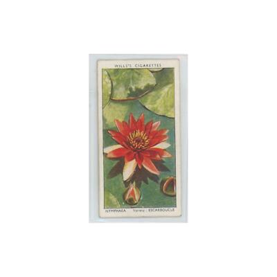 wills cigarette cards garden flowers 1939 Wills' Cigarettes Garden Flowers Nymphaea #34