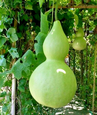 350+ Bottle Gourd Seedss (Lagenaria siceraria) For Planting