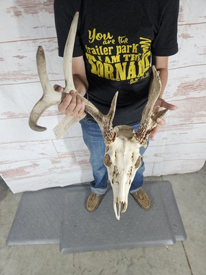 #ad Wild 9 Point Whitetail Deer Antler Rack Horn Skull European Mount Man Cave 99quot; $109.00