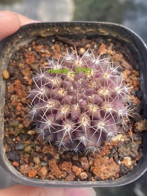 Neoporteria purple Short thorn Raresucculent Cactus  Plant Beautiful 3-4C