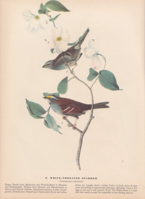 Audubon 1942 Vintage Bird #8 ''White-Throated Sparrow'' Full Color Art Plate Litho