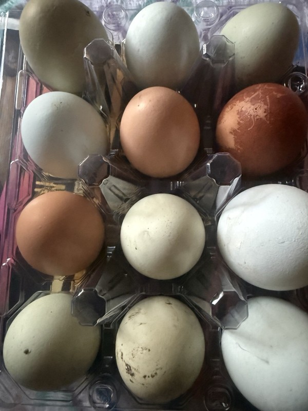 Olive, Easter, BCM and Red black tailed Maran Hatching Eggs Assortment