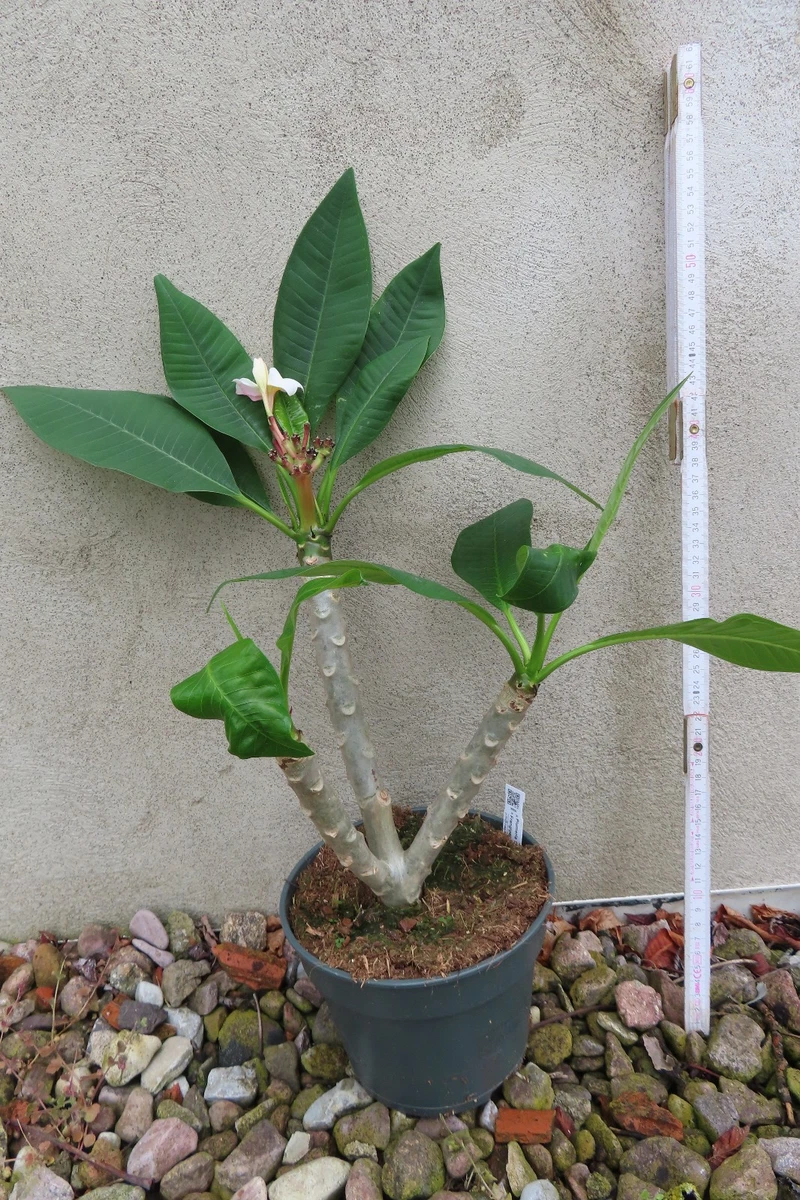 Frangipani Plumeria Pflanzen, Zimmerpflanzen online kaufen | eBay.de