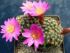 Mammillaria deherdtiana,seeds10 pcs