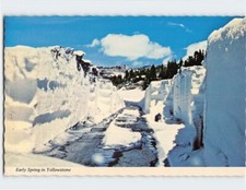 Cartolina inizio primavera nel Parco Nazionale di Yellowstone USA