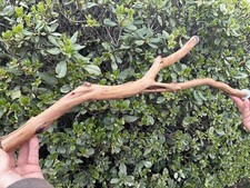 Bird Parrot Cage Large Perch Manzanita Wood Branch 24" Length 1"- 1.3/4" Diam.