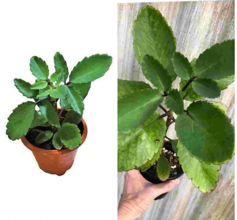 Fresh For Planting Leaves-Miracle Leaf (Bryophyllum pinnatum) Leaf of Life  live | eBay