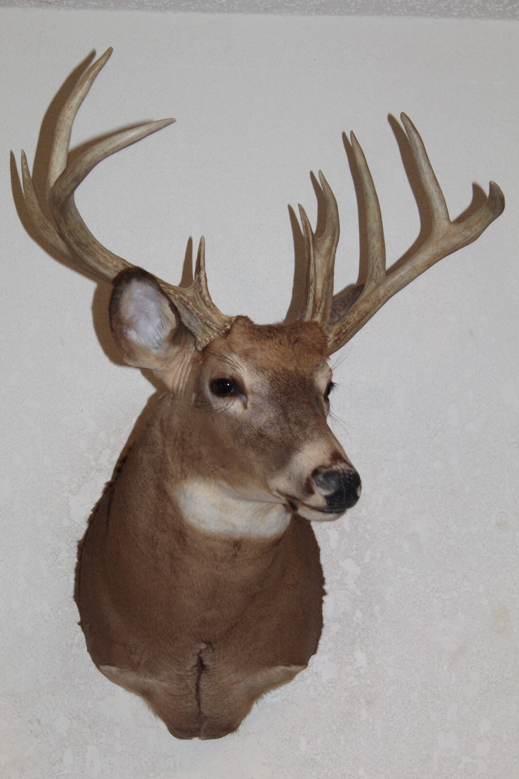 Whitetail Deer Head Shoulder Mount Taxidermy Cape Shed Antler Hunt Mule Rack