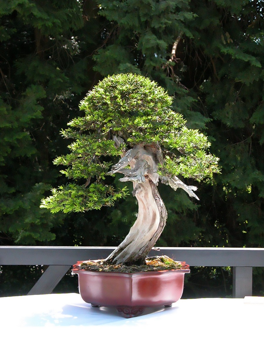 bonsai selber ziehen set 6 Bonsai zum Selberziehen  Komplettes Bonsai Set