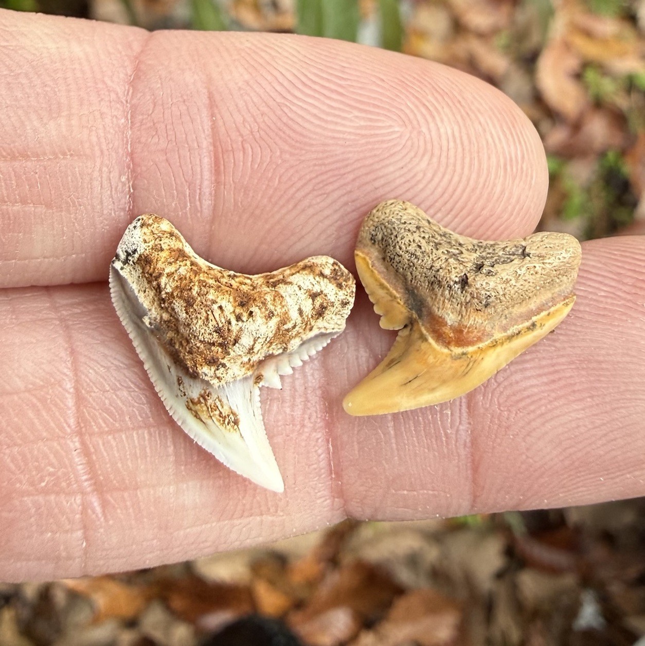 Pair Of Uniquely Colored Extinct Tiger Shark Teeth Summerville Fossils