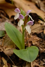 2 Showy Orchids (Galearis Spectabillis)