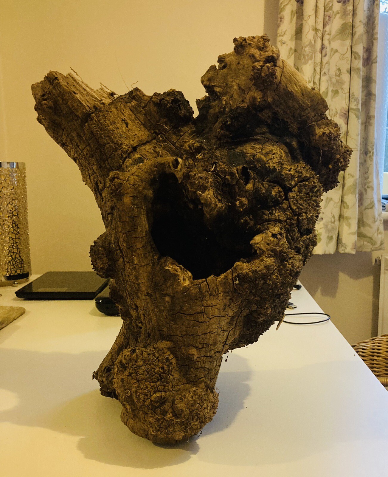 Perished Dried Tree Trunk Segment eBay