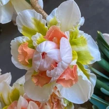 Replete Double Daffodil Bulbs for Planting