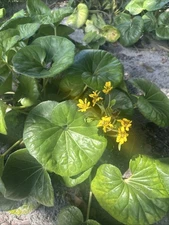 GIANT LEOPARD PLANT Farfugium japonicum Gigantea  25 Seeds!