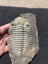 Exceptional Drotops 5 1/2 Inches, Right Side Still  Encased  Near Pristine