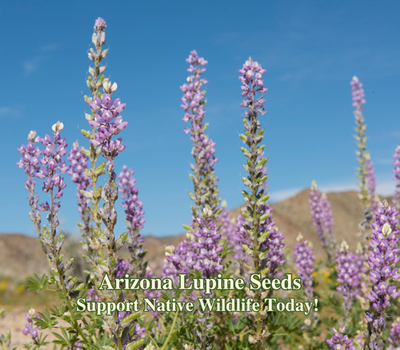 Arizona Lupine Seeds For Drought Tolerant Landscape California Desert  Wildflower | eBay