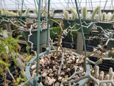 Decarya madagascariensis - Zig Zag Plant - Madagascar - 1 Rooted