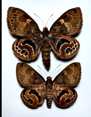 castnia escalantei PAIR, beautiful. sent unmounted