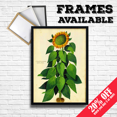 SONNENBLUME BOTANISCH Poster Vintage Fine Art Bild Wanddruck Home Cafe Deko