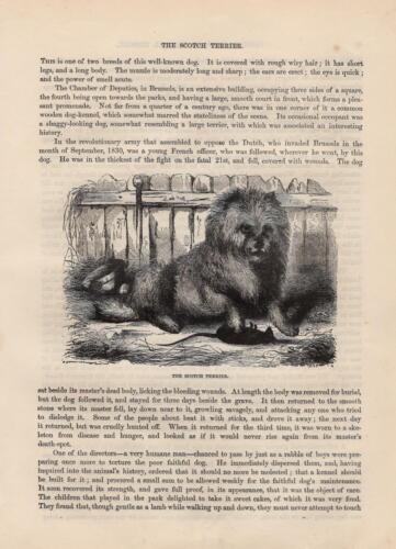 Scottish Terrier Dogs Dog Breeds WOODCUT from 1866 - Picture 1 of 1