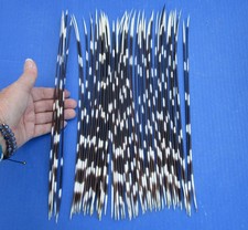 50 piece lot of South African Porcupine Quills 12 to 13 inches 51655
