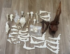 Skull & Bone Bundle Roe Muntjac CWD Fox Taxidermy Goth