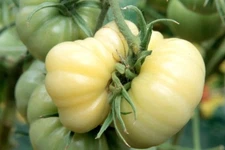 White Wonder Beefsteak Tomato Seeds, 30 Seeds, NON-GMO, FREE SHIPPING