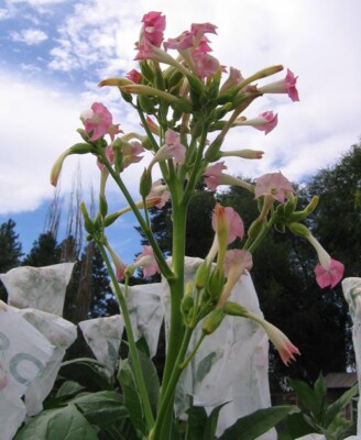 where to buy a tobacco plant 1000 KY 17 Tobacco Seeds ~ Nicotiana Tabacum ~ HEAVY Producing Burley !