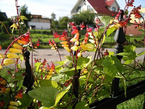 MINA LOBATA - Spanish flag - 65 seeds - Climbing flower - Firecracker Vine - Picture 3 of 8