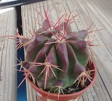 Ferocactus pilosus Red Spine Barrel Cactus Stainesii 60