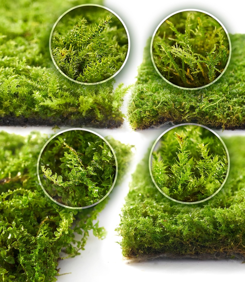 Live Moss 4-Pack – Mixed Moss for Potted Plants Soil Cover