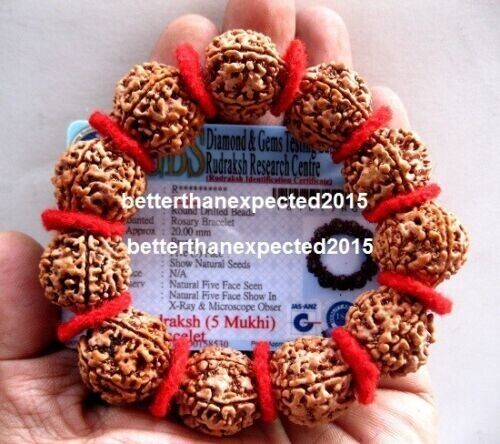 5 Mukhi Rudraksha/fünf Gesichter Rudraksh 12 Nepal Perlen 20 mm Armband - zertifiziert - Bild 1 von 3