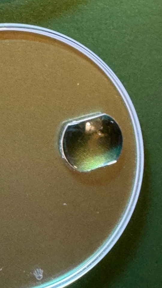 Rolex Sapphire Crystal Submariner / Datejust. Auténtico. Original 25-295C AR LEC Foto 4 de 4