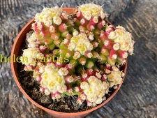 Echinocactus Grusonii Cactaceae Succulent Cactus Plant Beautiful 4-7CM