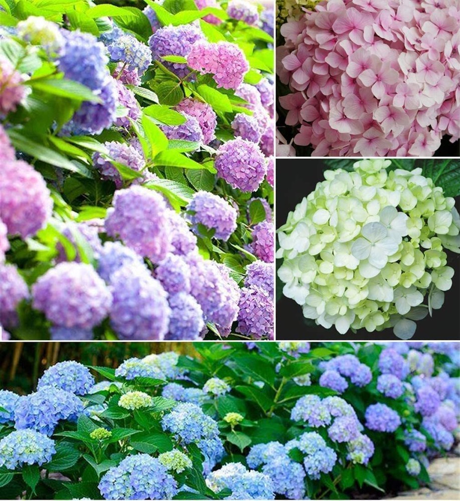 Mixed Color Hydrangea Seeds - 100 Easy-Grow Large Bloom Flower Seeds