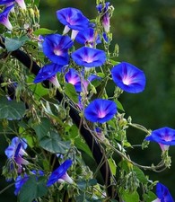 Fast climber Beautiful morning glory flower seeds climbing plant that flowers