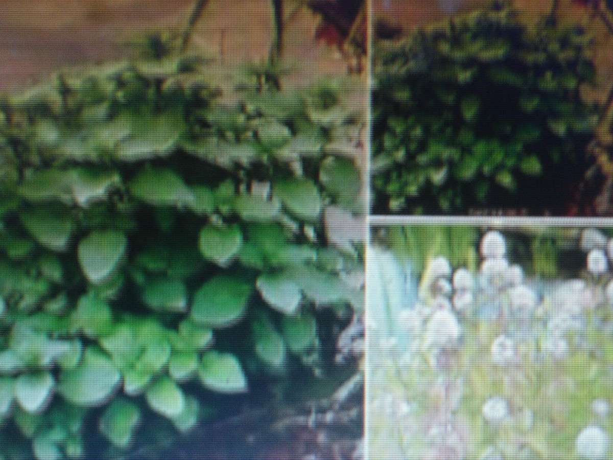 Graines D'Hydrocotyle (Écuelle D'Eau) - Lot De 30 Graines Fraîches - Plante D'Extérieur Facile à Cultiver