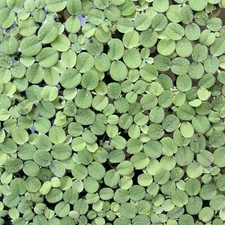 100+ Leaf Water Spangles Salvinia Minima Live Aquarium Plant Buy 2 Get 2 Free