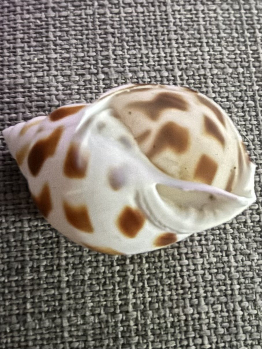 Photo 7/12