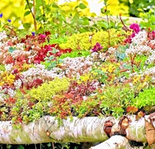 200 SEDUM SEEDS SPRING MIX SUCCULENT GROUND COVER 🌱 | STONECROP RARE POLLINATOR