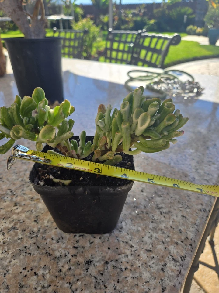 Crassula jade Reverse Indonesian Variegated Ovata  - Image 4 of 4