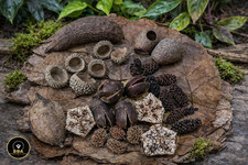 Med Pod Box for Shrimp Fish Fry Snail BlackWater Natural Cave Pods Tank tannins