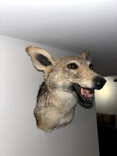 African Black-backed Jackal head mount excellent condition very high quality 