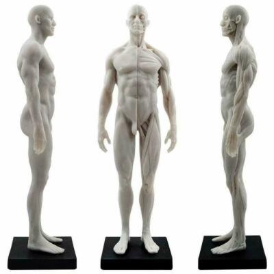 Anatomy Tools 人体模型 約30cm Anatomy Tools 人体模型 約30cm