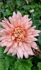 3x bare root Chrysanthemum plant Plugs Flower Garden Plant .