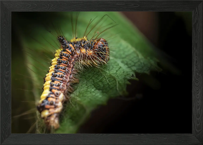 #ad Grey Dagger Moth Acronicta psi Ca Framed Wall Art Poster Canvas Print Picture GBP 18.99