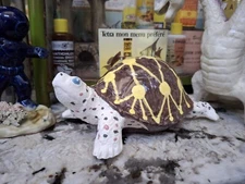 Vintage Old Aquarium Pet Store Ceramic Radiated Tortoise Reptile Ornament Bank