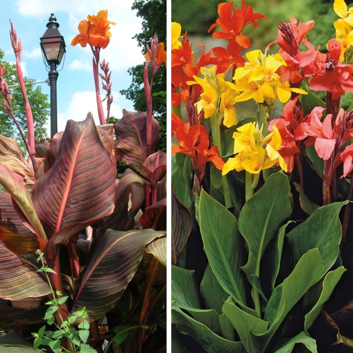 Canna Lily Growing Guide How To Plant Canna Bulbs The Old, 56 OFF